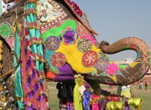FestivalDeLosElefantes_Jaipur_India1