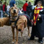 Harry Potter y Fluffy